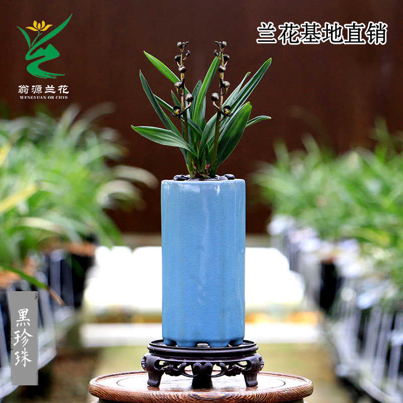 喜花里兰花苗高端墨兰黑珍珠矮种奇叶紫黑色花浓香好易养室内盆栽