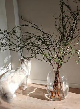 水培鲜枝雪柳专用花瓶高级感适合插干 干燥树枝窄口小口大肚玻璃
