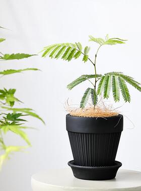 北欧水泥花盆帝罗马黑色兰花植物陶土蝴蝶兰盆栽套盆盆景透气花盆