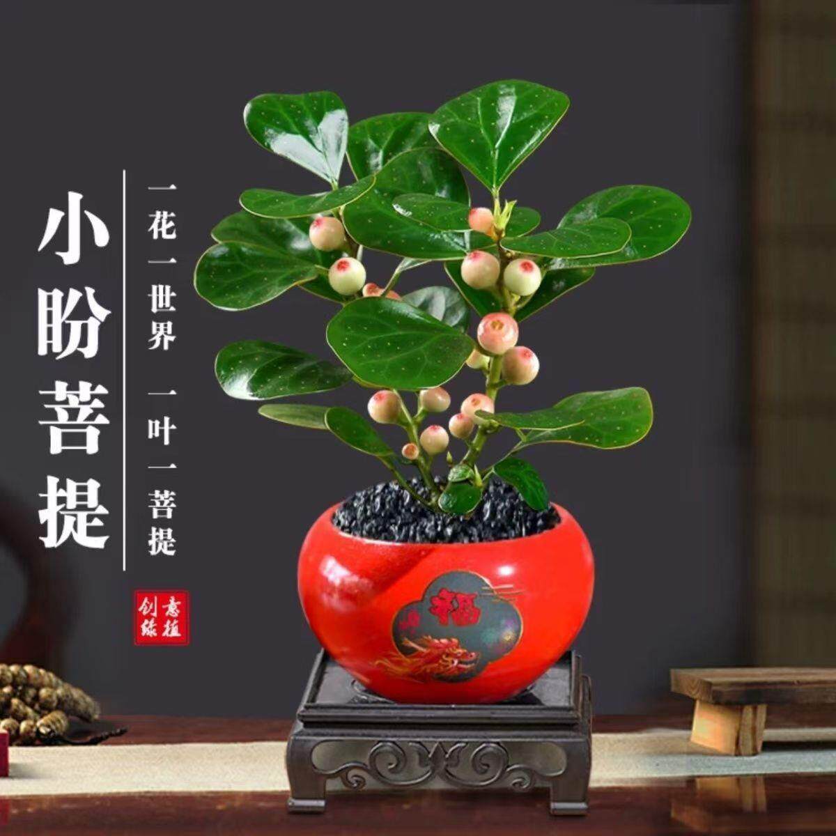 小盼菩提树盆栽带果发货室内绿植花卉客厅办公室桌面招财摆件植物