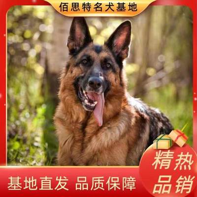 帅气德牧放羊三个月警犬活体幼犬一代平背狼犬看家护院血统德牧犬