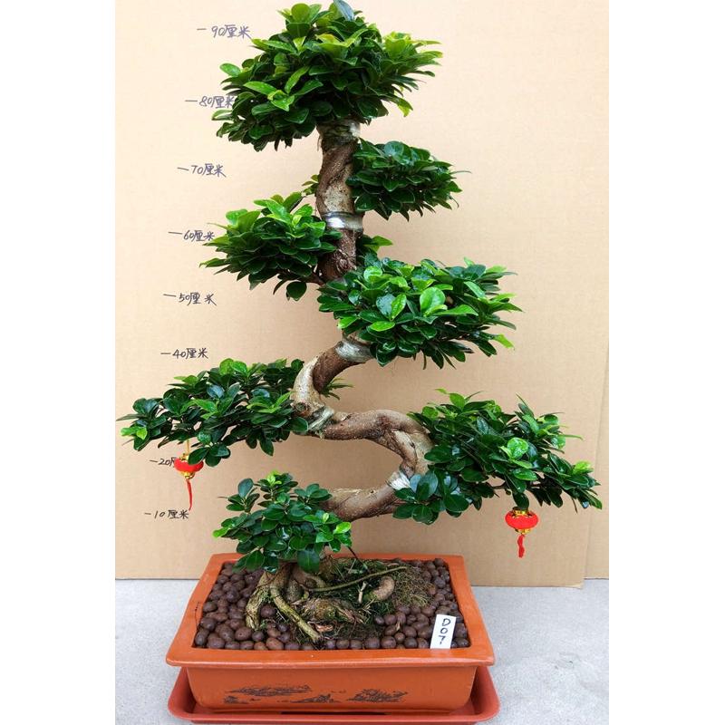 大型小叶榕树盆景植物气根树桩老桩造型室内客厅盆栽绿植四季常青