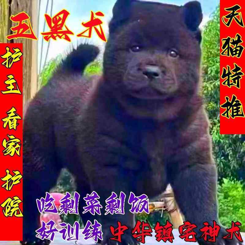 广西土猎犬幼犬虎斑色虎头狗狗赶山犬五黑犬猎犬幼崽活物狗黑狗犬