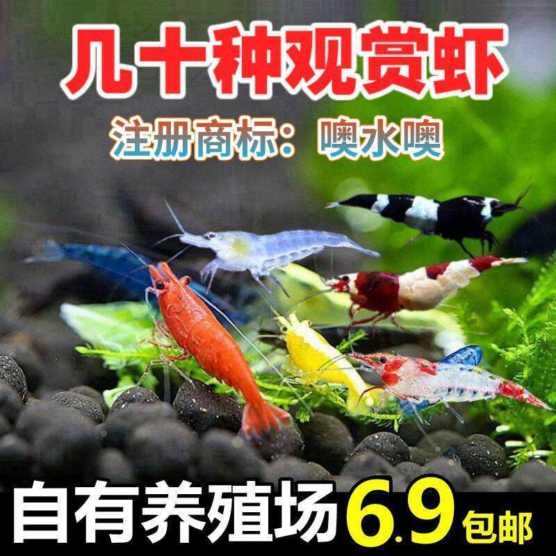 鱼缸观赏虾螺极火水族冷水小虾极火琉璃红白水晶虾蓝石虾壹