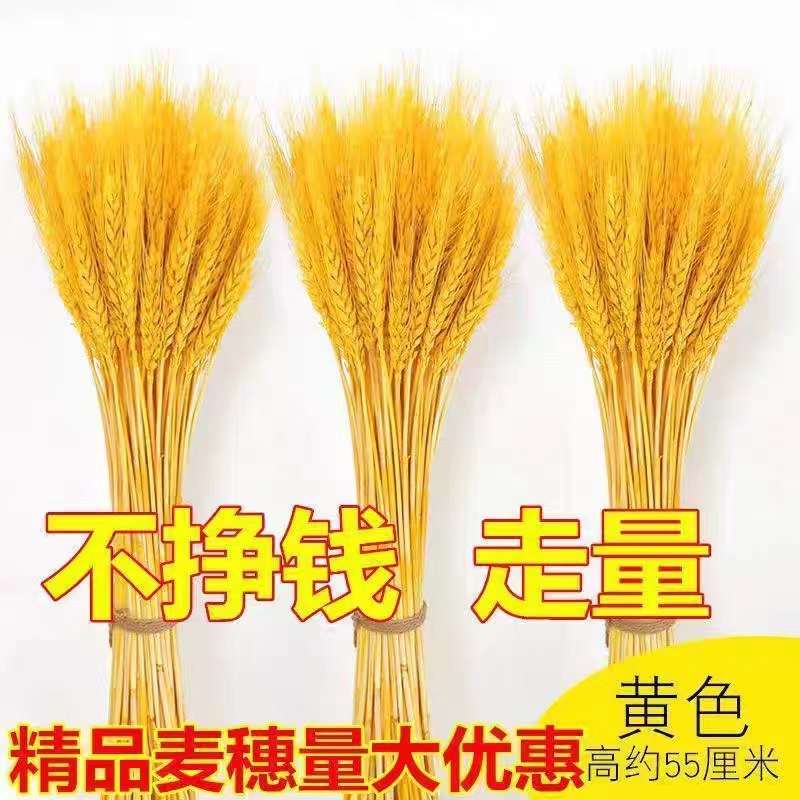 天然麦穗干花花束开业稻穗大麦摆件田园装饰拍摄道具插花苞包邮