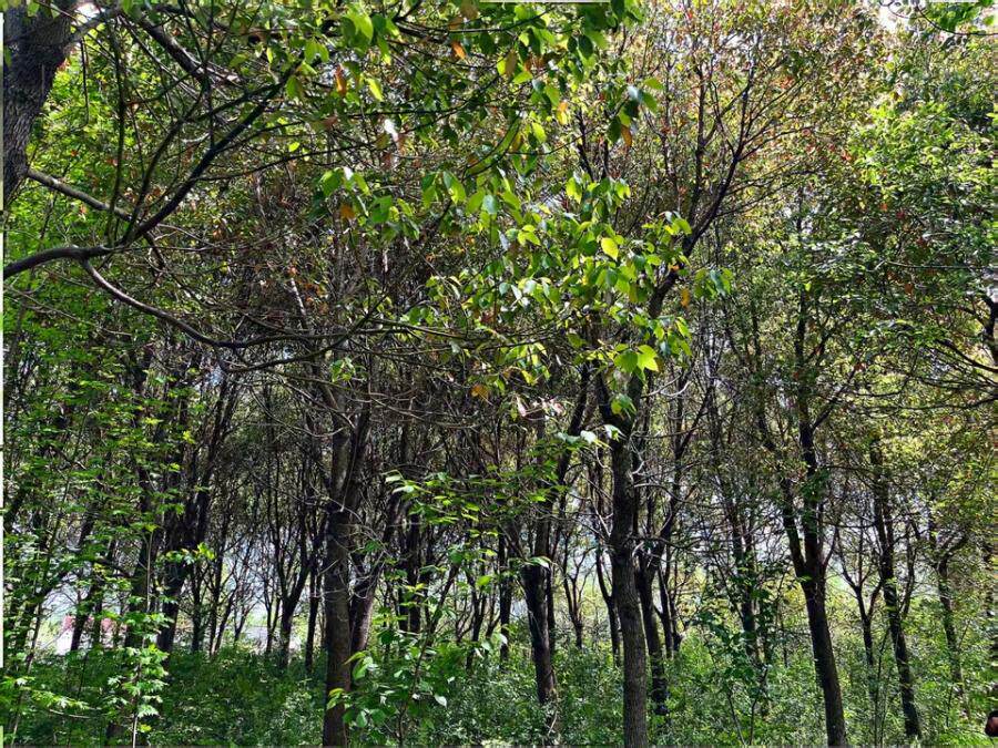 再次拍卖（破）花木资产