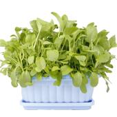 料长方形种盆菜阳台家庭宽叶菜根盆栽蔬菜F81JoMak塑花盆家用户外