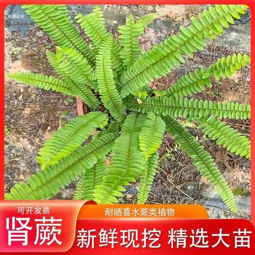 肾蕨蕨类5677景植物微观室内植物绿净化空气吸某醛厅植客盆栽