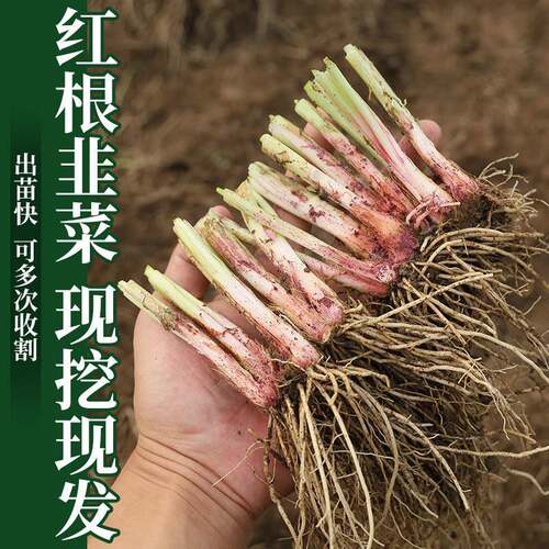 韭菜根苗带土现挖宽叶紫根韭菜苗紫红根四季阳台土壤盆栽种菜籽苗