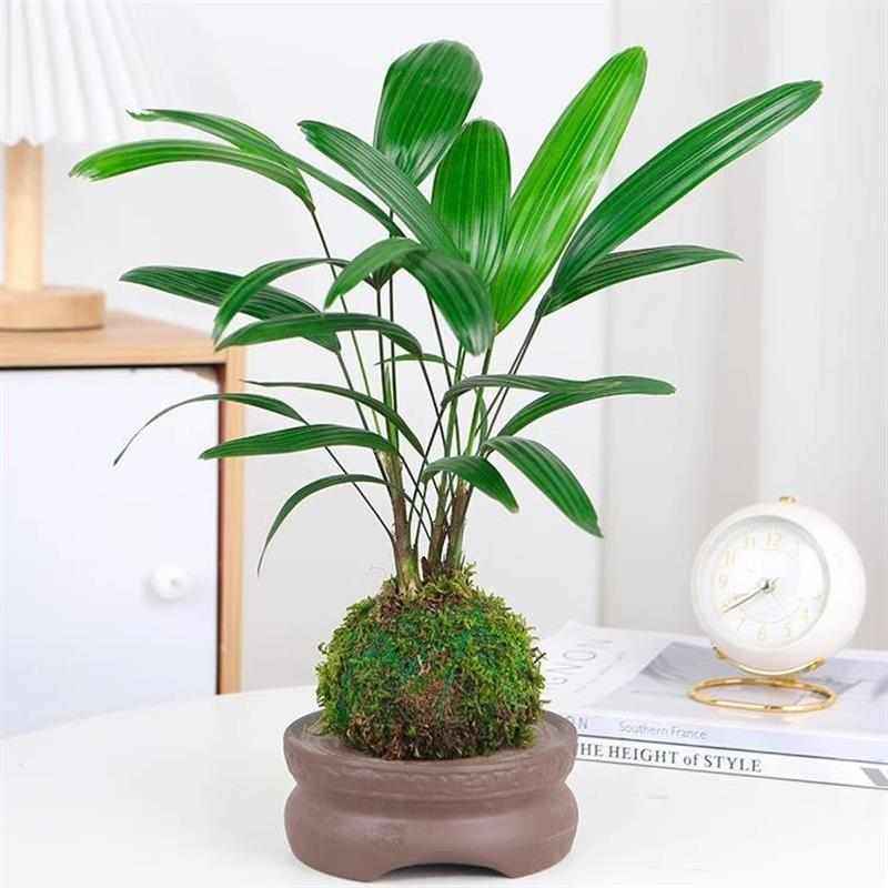 苔藓球金山棕竹盆栽水培植物室内富贵竹水养耐阴四季竹子净化空气,鲜花速递/花卉仿真/绿植园艺,绿植,淘宝优惠券,粉丝福利购,淘宝优惠卷