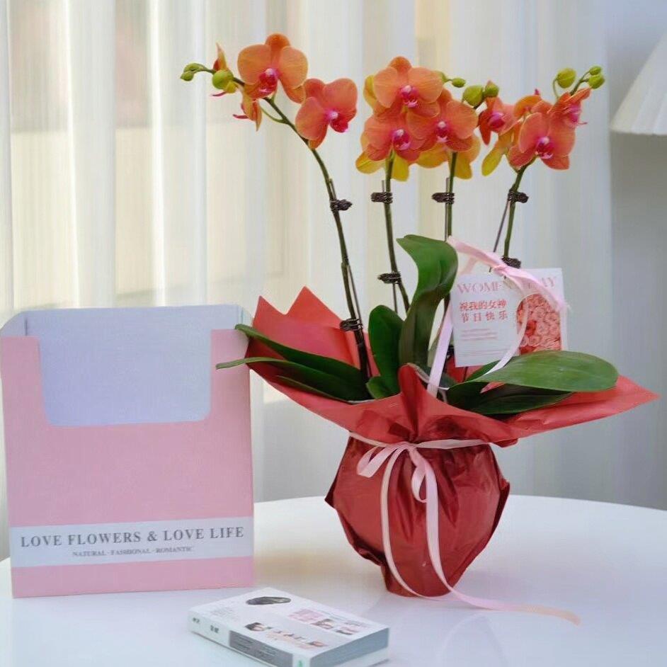 花加2026女神节送员工送妈妈蝴蝶兰花束室内客厅装饰干花束花卉