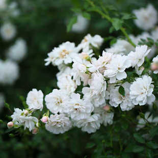 花卉绿阳台苗四季 白色盆栽代发花大植物月季 彗星玫瑰微型露台一件