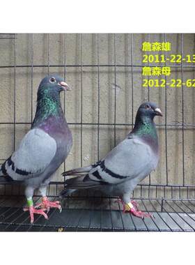 鸽子 赛鸽 信鸽 种鸽 幼鸽 成绩鸽 天落鸟 网鸟 血统鸽 詹森一对