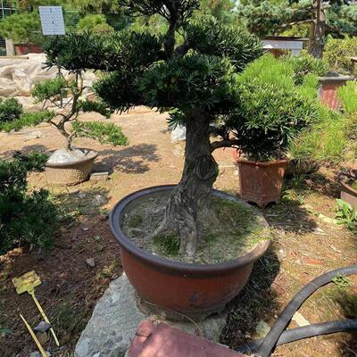 一对一选树大型原生罗汉松精品造型树别墅庭院地景盆景名贵树矮桩