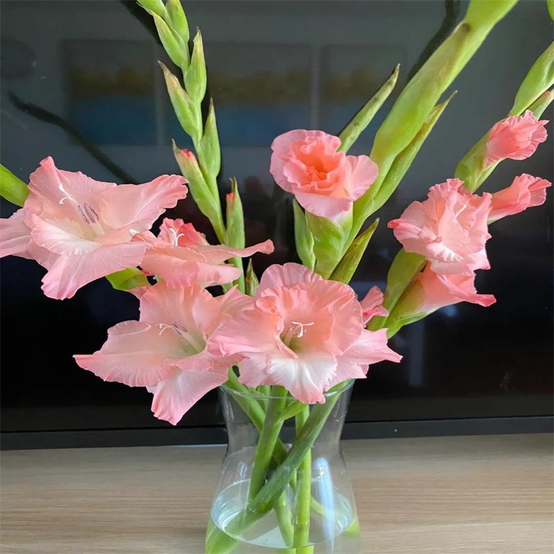 四季唐菖蒲剑兰种球庭院阳台花卉盆栽耐寒耐热花植物易活开花耐阴