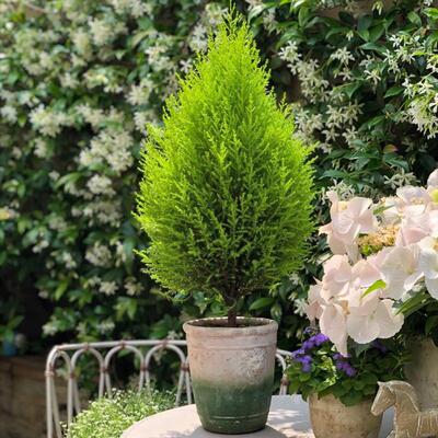 香松盆栽花苗 金冠柏圣诞小松有香味四季常绿观赏盆栽盆景2盆包邮