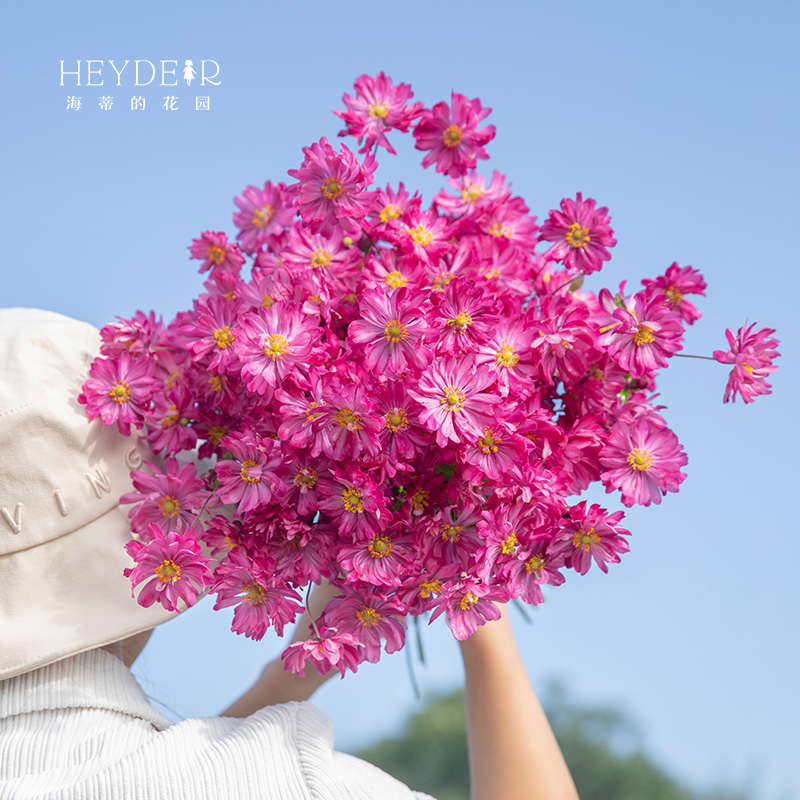 海蒂的花园宿根银莲花秋牡丹野棉花单瓣耐阴庭院盆栽花卉植物花苗