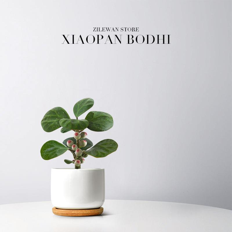 菩提树盆栽小盼菩提盆景带果植物室内客厅桌面摆件办公室好养绿植