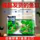 鱼缸客厅2025新款 桌面家用小型金鱼缸全套造景真水草生态免换水缸