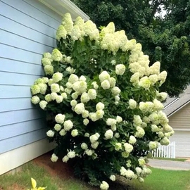 四季开花圆锥绣球活力青柠石灰灯盆栽绣球花苗卉阳台庭院别墅植物