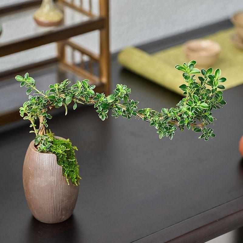 金边六月雪悬崖造型小盆栽植物办公桌面摆件室内开花盆栽高档盆景