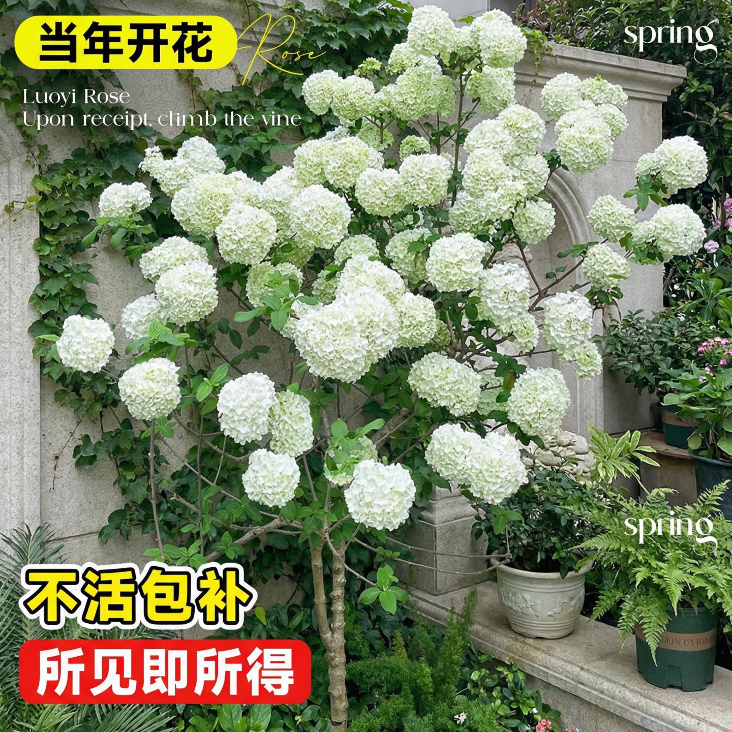 中华木绣球木本绣球树苗大花斗球别墅阳台庭院盆栽花卉耐寒风景树