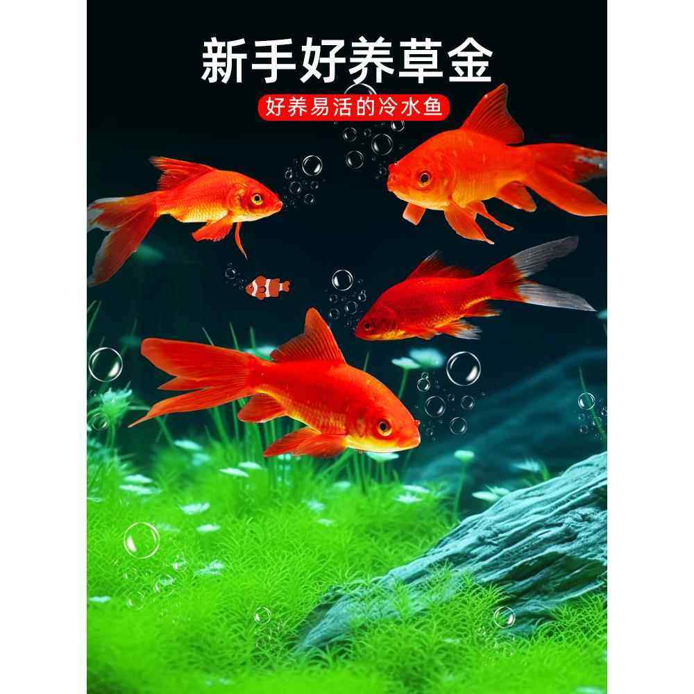 红草金鱼好养耐活长尾大红草观赏鱼锦鲤活体冷水鱼淡水鱼锦鲫红草