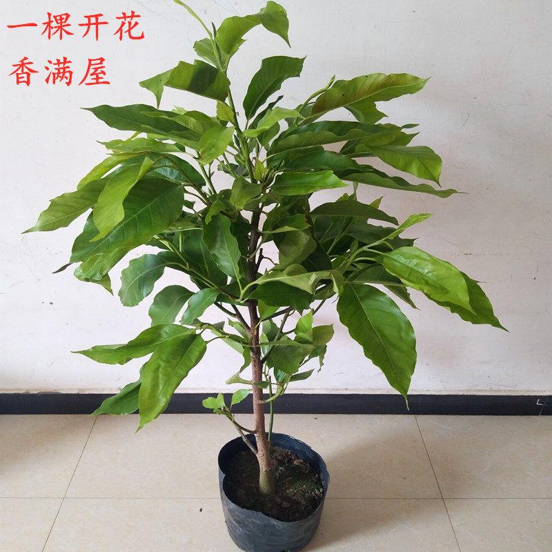 嫁接白兰花带土黄角兰黄桷兰白玉兰黄玉兰花苗盆栽庭院室内好养活