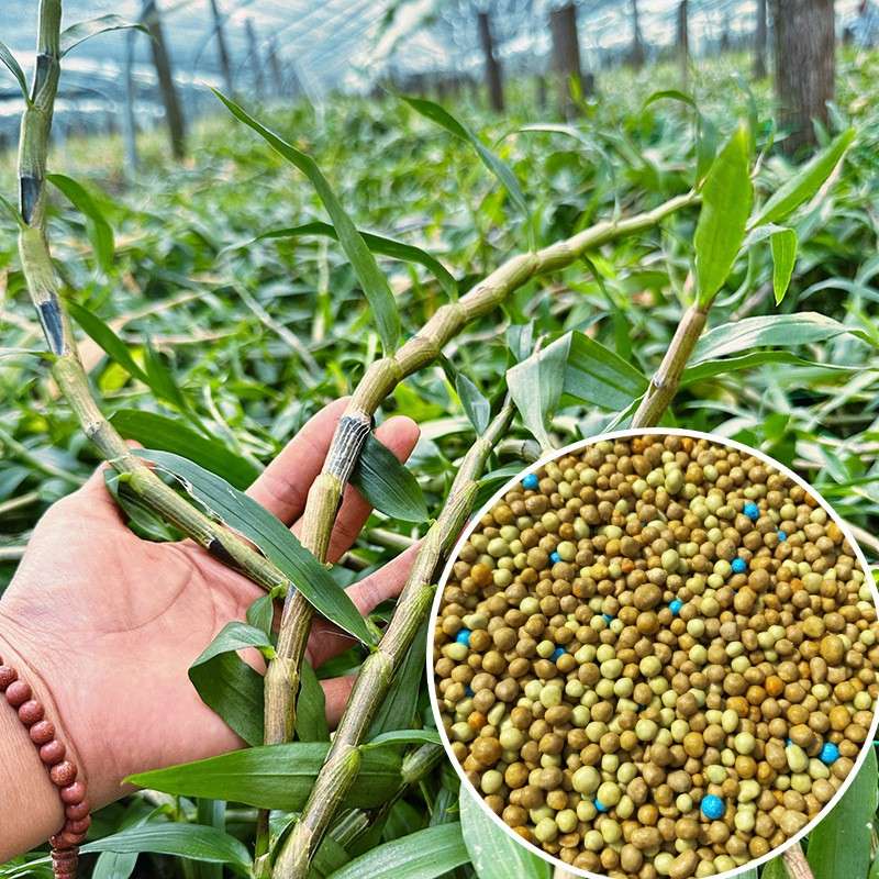 普兰西铁皮石斛肥料霍山紫皮石斛农用控释肥复合肥8-9奥绿肥进口