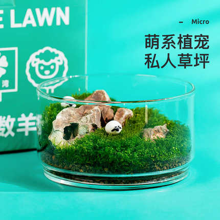 植季花园私人草坪苔藓微景观室内桌面盆栽好养绿植创意节日送礼物