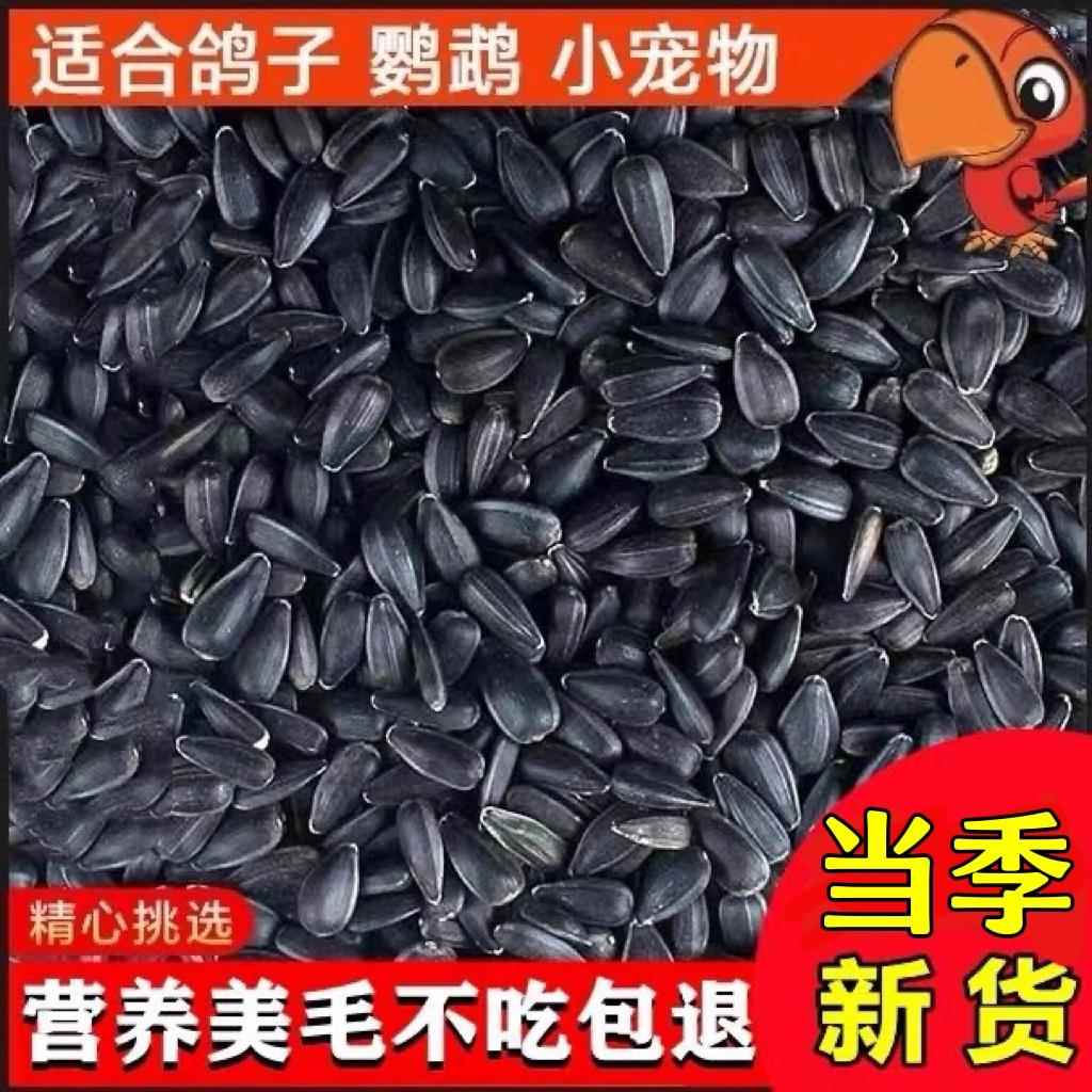 10/5斤油葵黑珍珠小瓜子鹦鹉鸟食仓鼠粮鸽子粮食饲料生葵花籽包邮