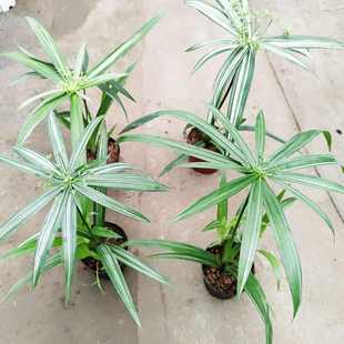 进口花叶旱伞草锦叶姬水竹水草小型生态鱼缸造景水培雨林缸微景观