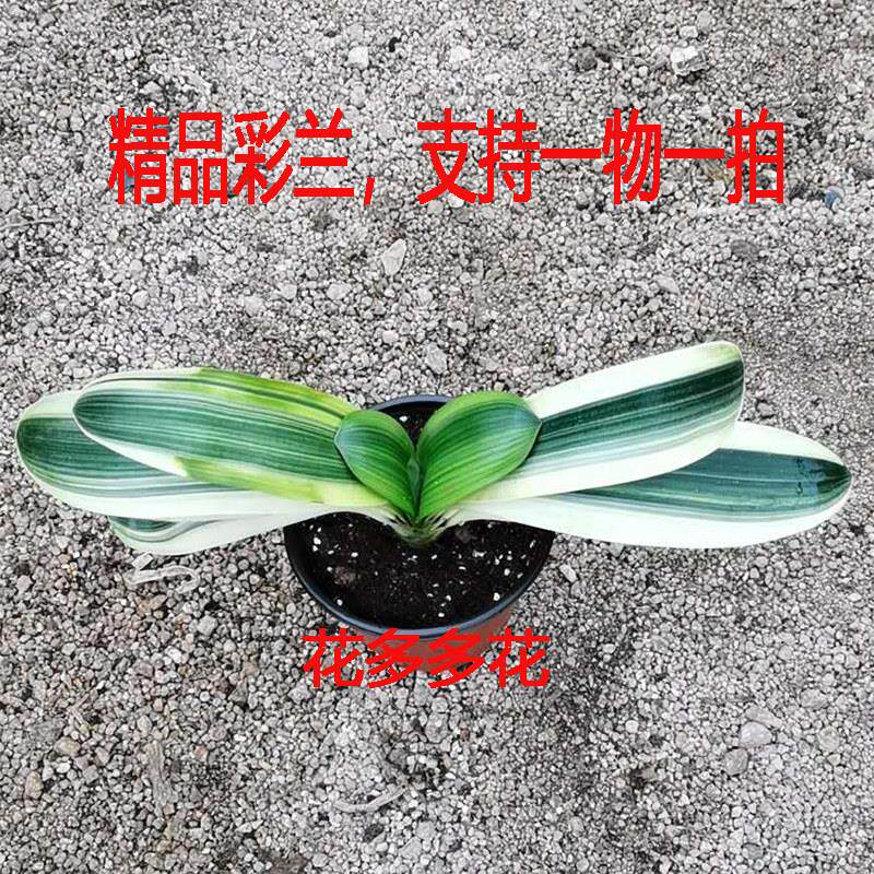 高档名贵彩色君子兰盆栽小苗鸳鸯兰佛光兰金边君子兰金丝兰覆轮彩
