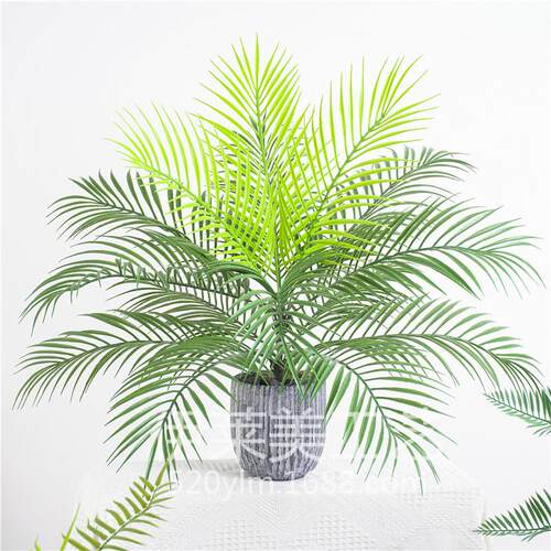 仿真蕨草绿植绿叶植物波斯草婚庆道具装饰花艺植物墙波斯叶