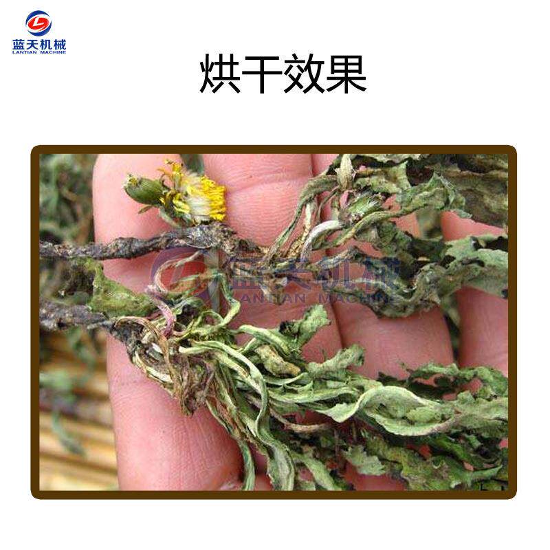小型蒲公英烘干机 商用婆婆丁黄花地丁烘干箱 蒲公草除湿烘干设备