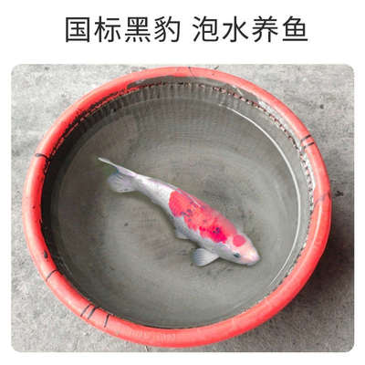 信黑豹耐磨粤补漏裂防水材料胶防水涂料外墙抗屋顶js卫生间聚合物