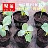 严选跨境园林花卉用营养钵营养袋简易多肉营养杯育苗盆营养钵园艺