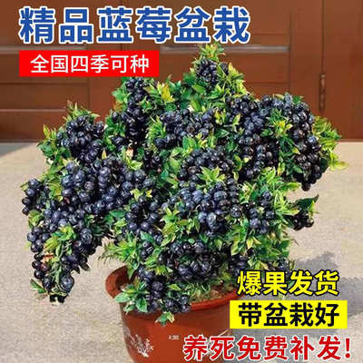 蓝莓树果苗盆栽蓝梅树苗带大果草莓室内耐寒南北方车厘子四季结果