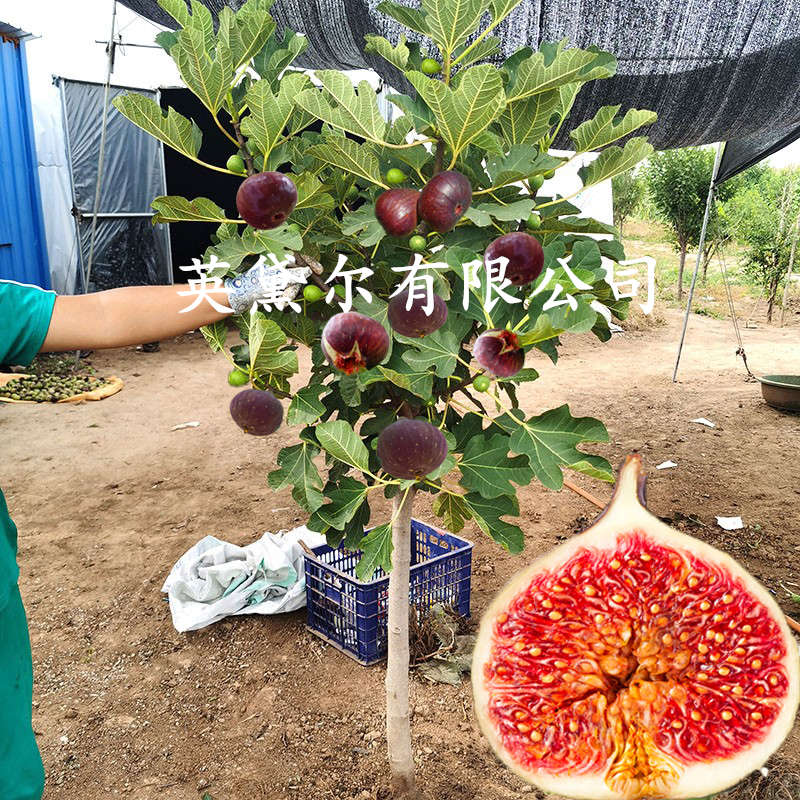 无花果树果苗四季种植大波姬红无花果苗南方北方盆栽地栽当年结果