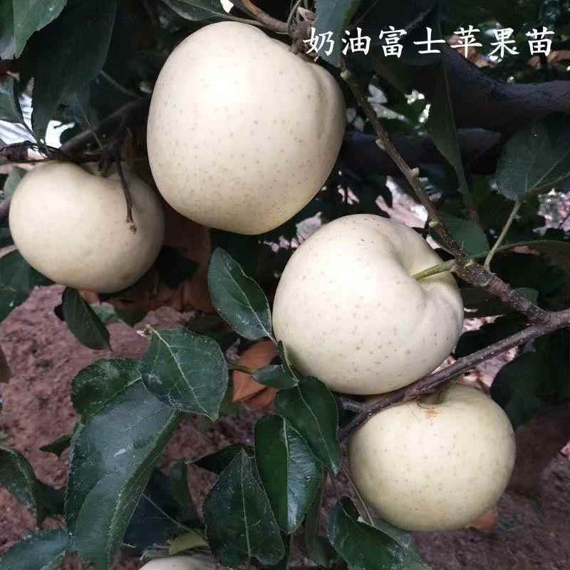 新品种嫁接耐寒奶油富士苹果树苗正宗奶油苹果苗南北方庭院种植