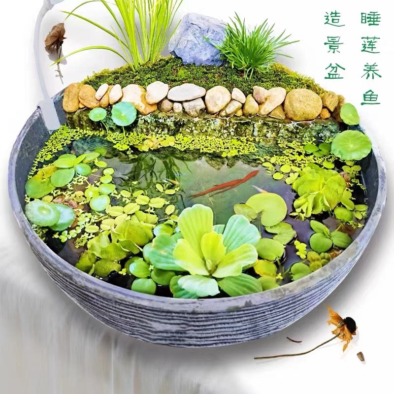 碗莲睡莲花盆造景乌龟金鱼缸塑料树脂创意水培包邮一件包邮