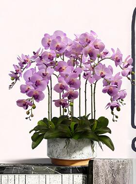 蝴蝶兰仿真花高档手感保湿仿生兰花假花客厅茶几前台桌面花艺装饰