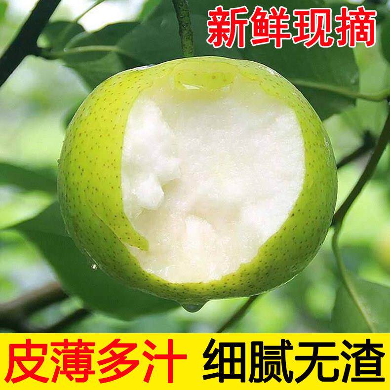 辽宁苹果梨果园现摘鲜果果形圆润似苹果果肉细脆汁水足当季新鲜梨