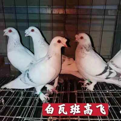 精品【高飞鸽】鸽子活体包邮活物公母一对种鸽白瓦班包活到家包邮