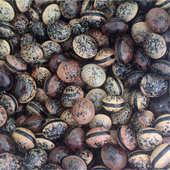 小木鱼果按公斤批发重要 话说三遍小木鱼果小木鱼果小木鱼果