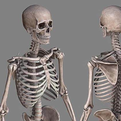 人体全身骨骼结构骨架骨头骷髅头骨3d模型带贴图3dmax FBX OBJ