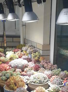 多肉金卤灯led全光谱彷太阳上色鱼缸水草模拟阳光室内植物补光灯
