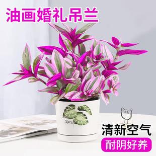 油画婚礼吊兰垂吊植物花卉植物室内花盆栽多肉水培绿植阳台紫露兰