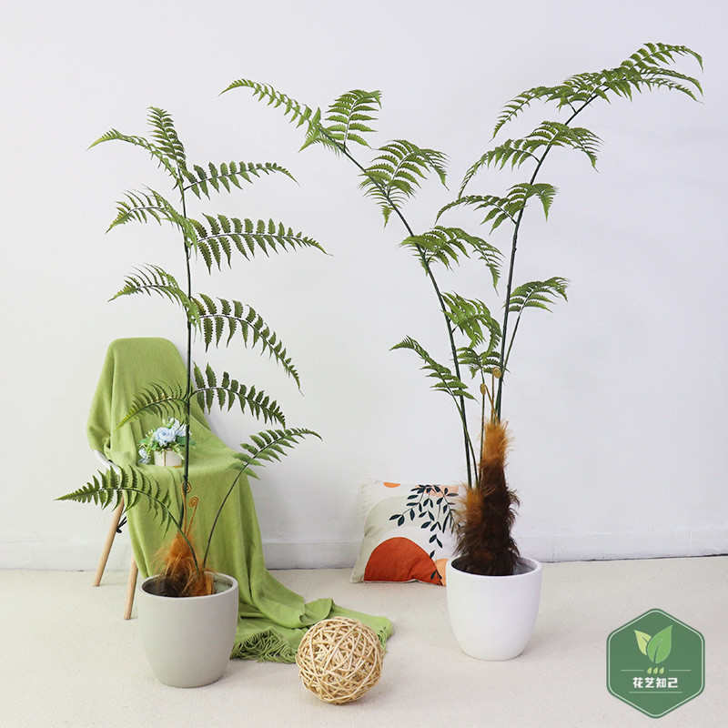 仿生绿植客厅仿真假树金丝猴阙猴头蕨类植物室内盆栽装饰造景摆件