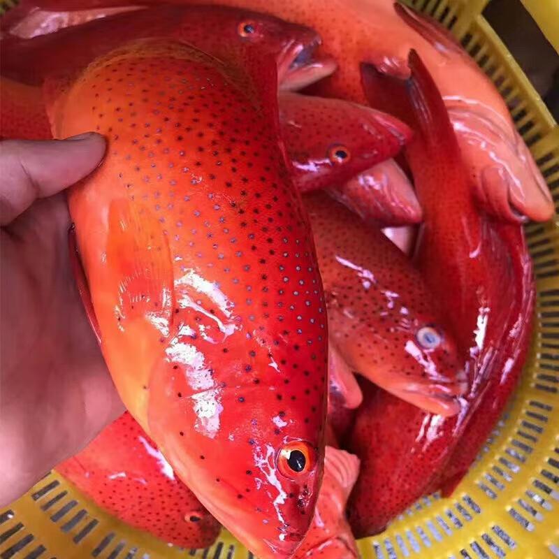 河马深鲜东山深海东星斑鲜活速冻红石斑鱼整条龙胆海鱼新鲜海鲜水